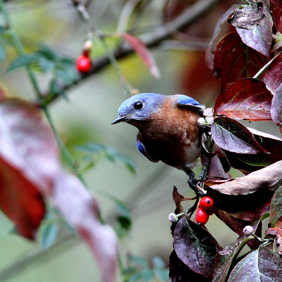 IMG_0600-004 - Eastern Bluebird Photograph by Travis Truelove