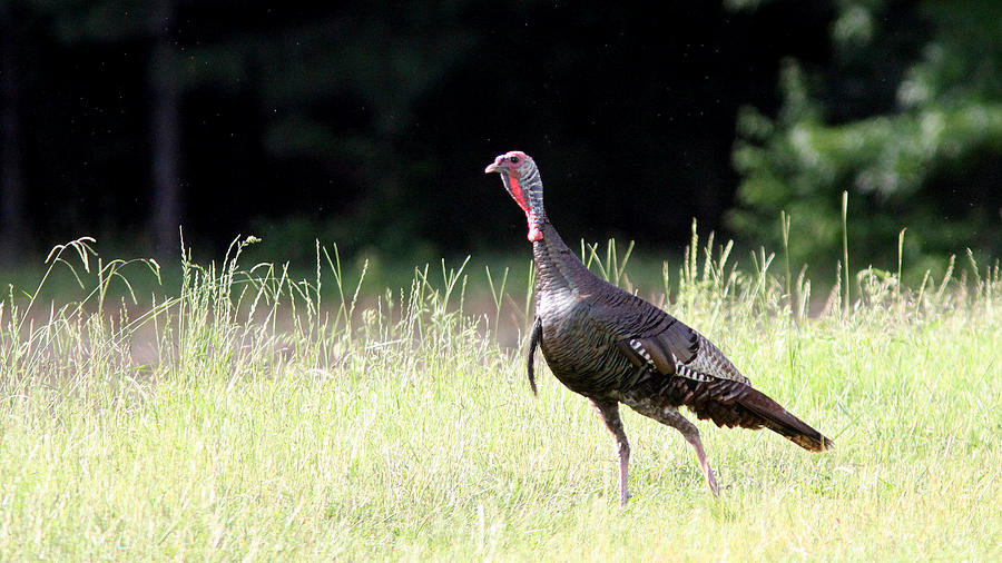 IMG_0613 - Wild Turkey Photograph by Travis Truelove
