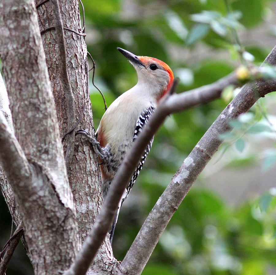 IMG_0621-001 - Red-bellied Woodpecker Photograph by Travis Truelove