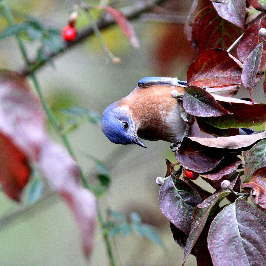 IMG_0628-002 - Eastern Bluebird Photograph by Travis Truelove