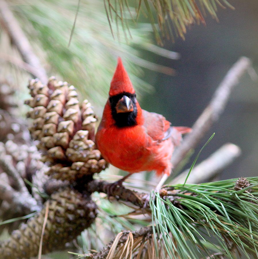 IMG_0633-005 - Northern Cardinal Photograph by Travis Truelove