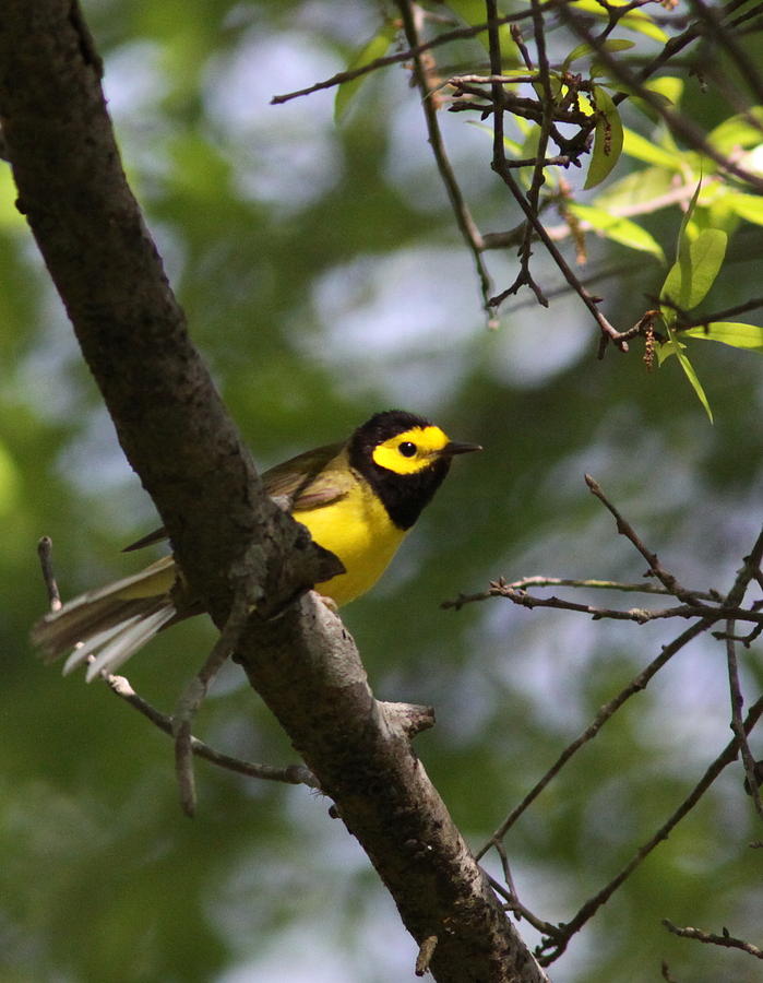 IMG_0647-002 - Hooded Warbler Photograph by Travis Truelove