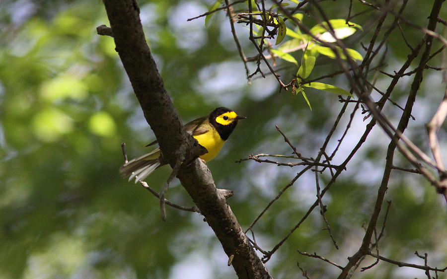 IMG_0647-024 - Hooded Warbler Photograph by Travis Truelove