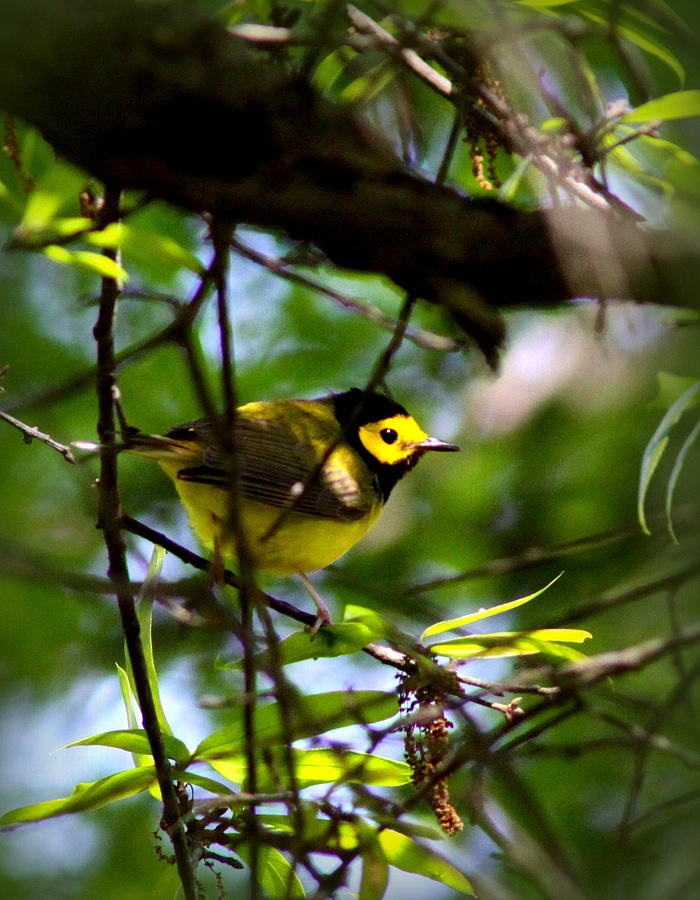 IMG_0648 - Hooded Warbler Photograph by Travis Truelove