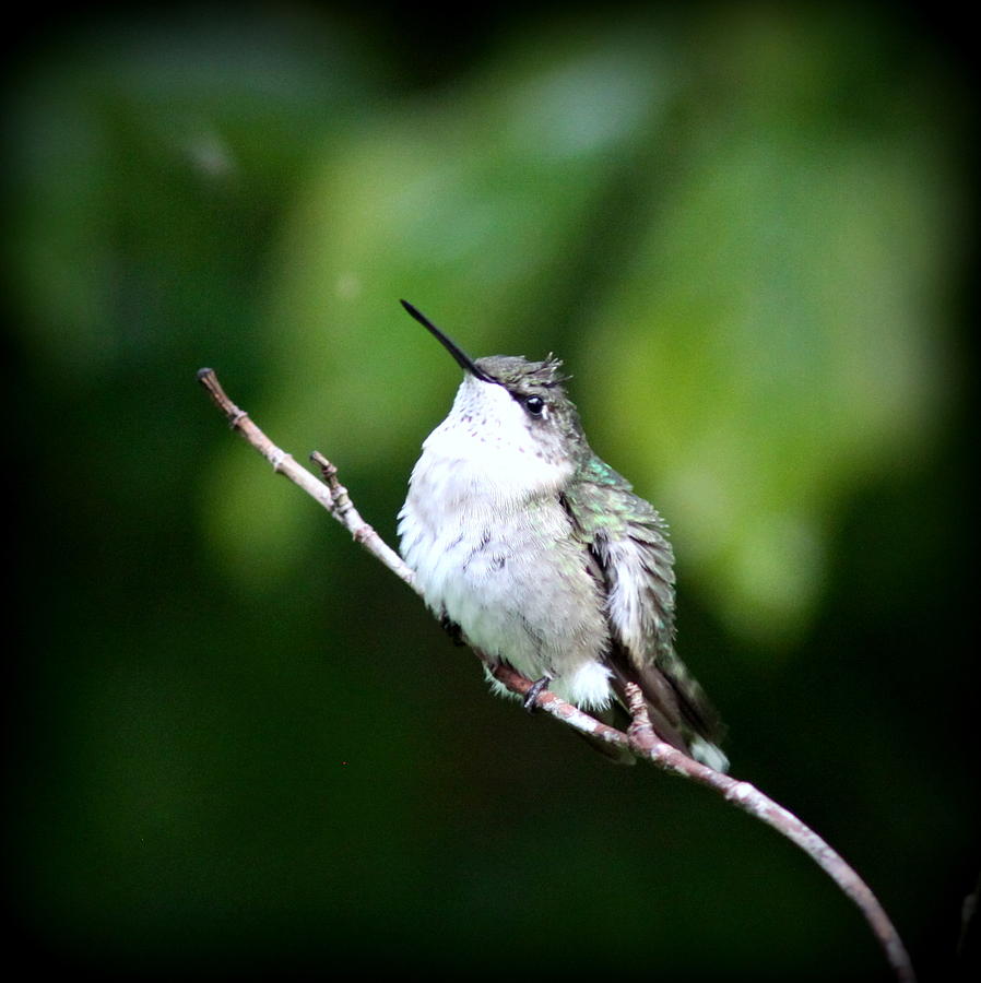 IMG_0672-005 - Ruby-throated Hummingbird Photograph by Travis Truelove