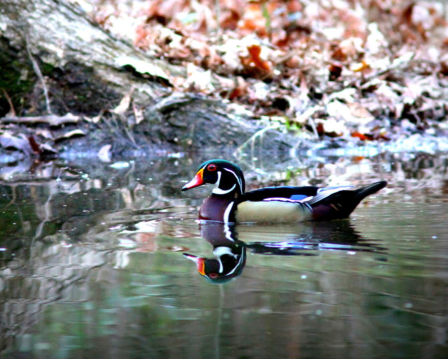 IMG_0685-038 - Wood Duck Photograph by Travis Truelove