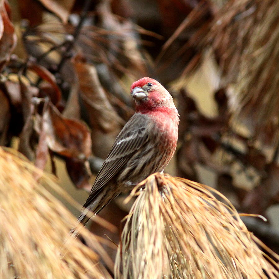 IMG_0698 - House Finch Photograph by Travis Truelove