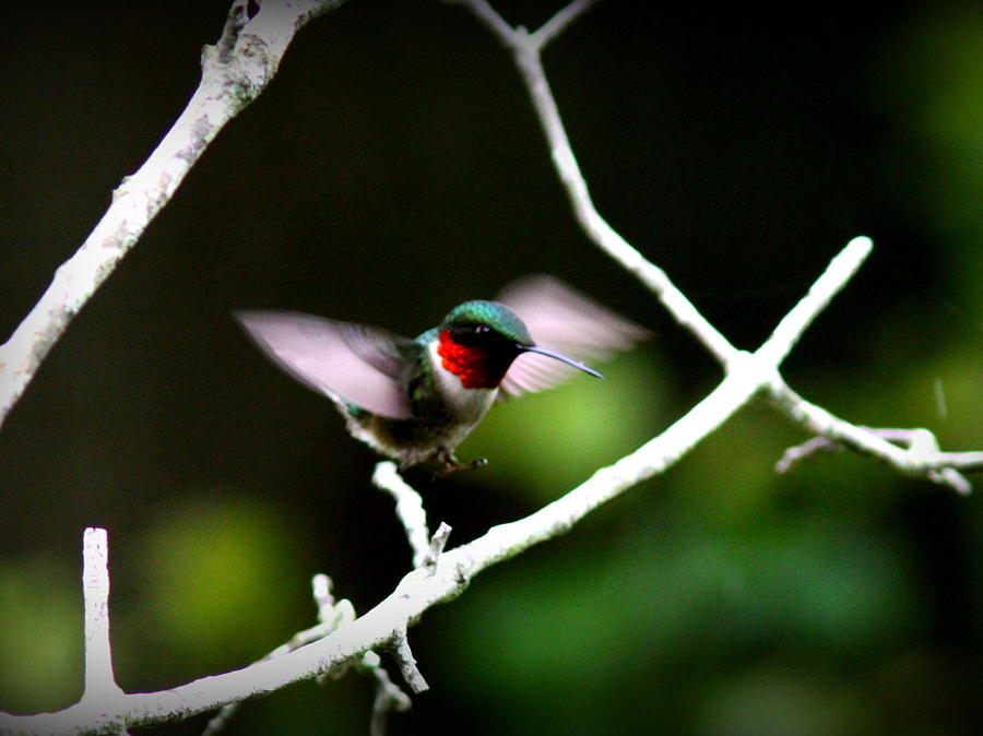 IMG_0707-003 - Ruby-throated Hummingbird Photograph by Travis Truelove