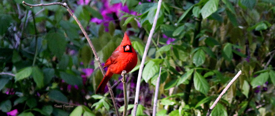 IMG_0710-004 - Northern Cardinal Photograph by Travis Truelove