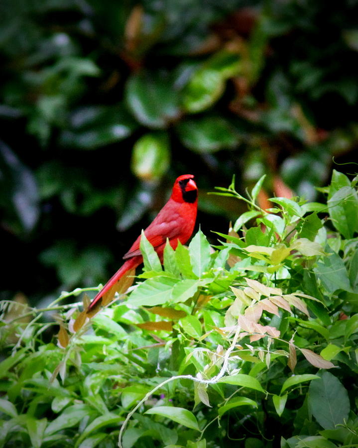IMG_0727 - Northern Cardinal Photograph by Travis Truelove