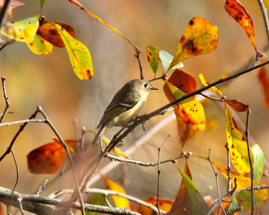 IMG_0752 - Ruby-crowned Kinglet Photograph by Travis Truelove
