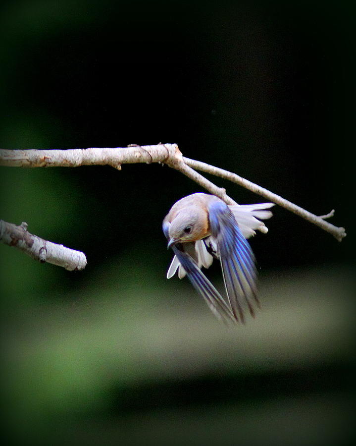 IMG_0758 - Eastern Bluebird Photograph by Travis Truelove