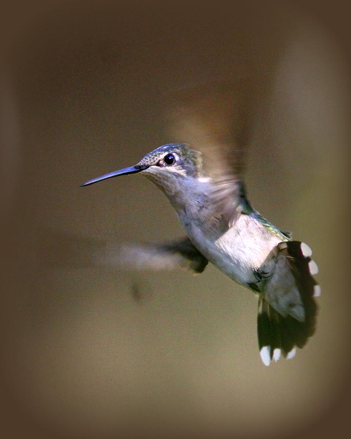 IMG_0816-001 - Ruby-throated Hummingbird Photograph by Travis Truelove