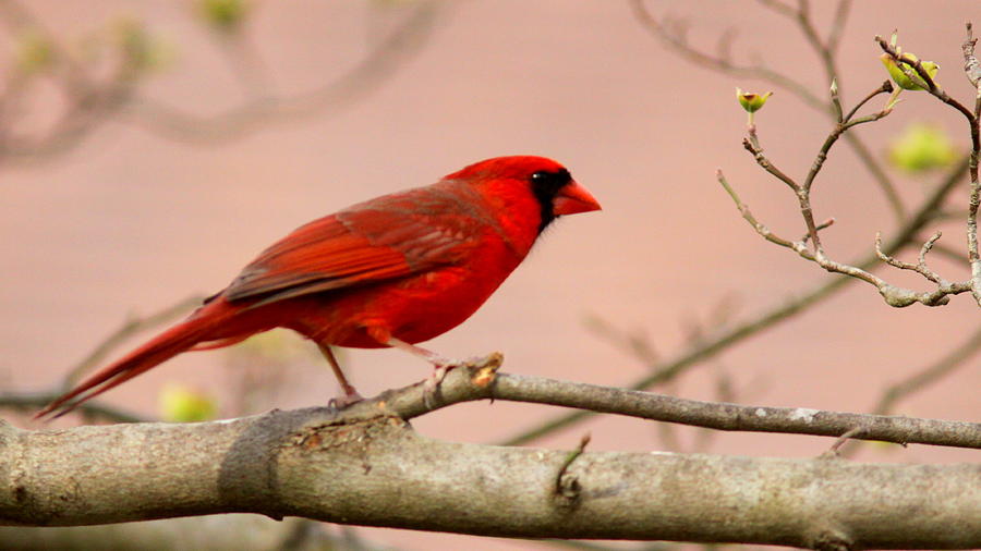 IMG_0824-001 - Northern Cardinal Photograph by Travis Truelove