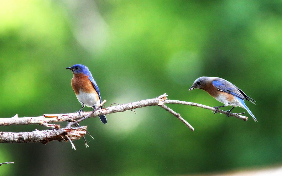 IMG_0832 - Eastern Bluebird - Pair Photograph by Travis Truelove