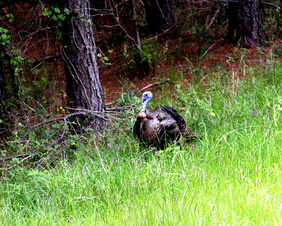 IMG_0838-005 - Wild Turkey Photograph by Travis Truelove