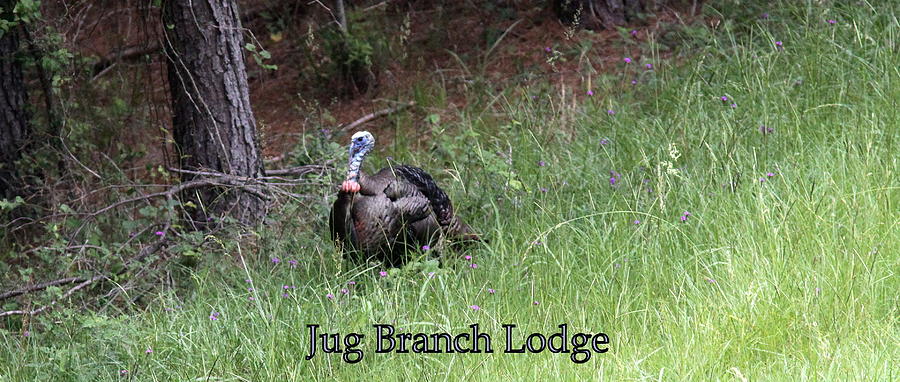 IMG_0838 - Wild Turkey Photograph by Travis Truelove