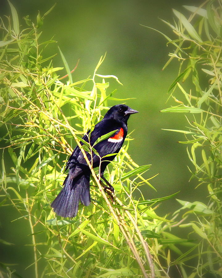 IMG_0841-003 - Red-winged Blackbird Photograph by Travis Truelove