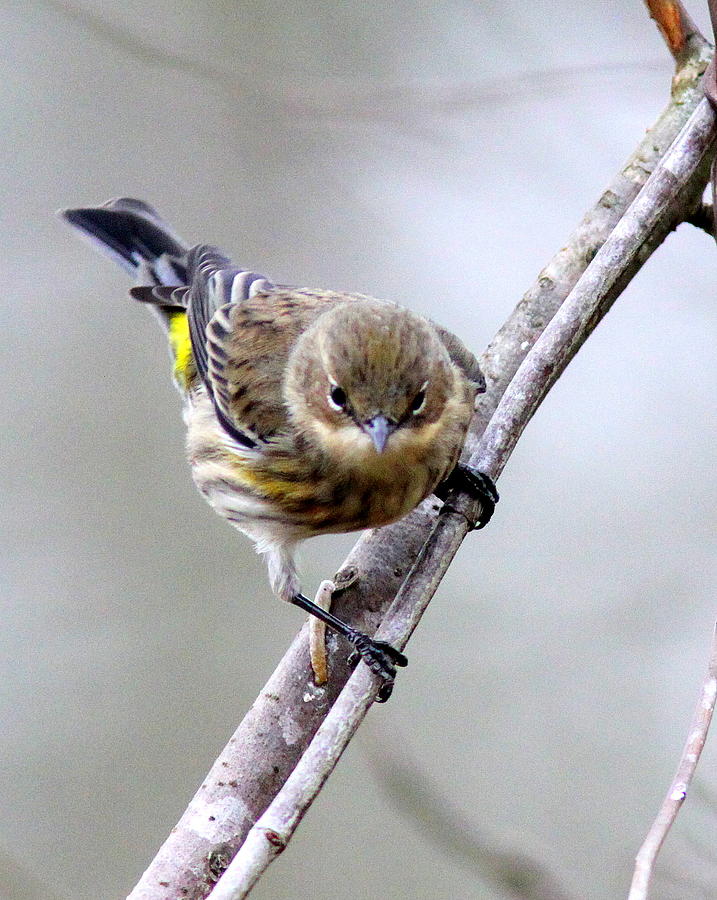 IMG_0848-002 - Yellow-rumped Warbler Photograph by Travis Truelove