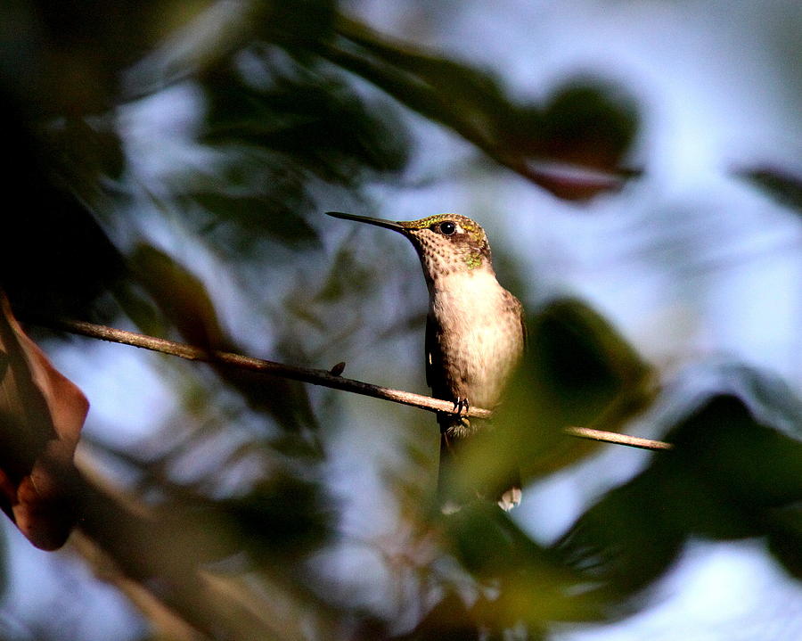 IMG_0858 - Ruby-throated Hummingbird Photograph by Travis Truelove