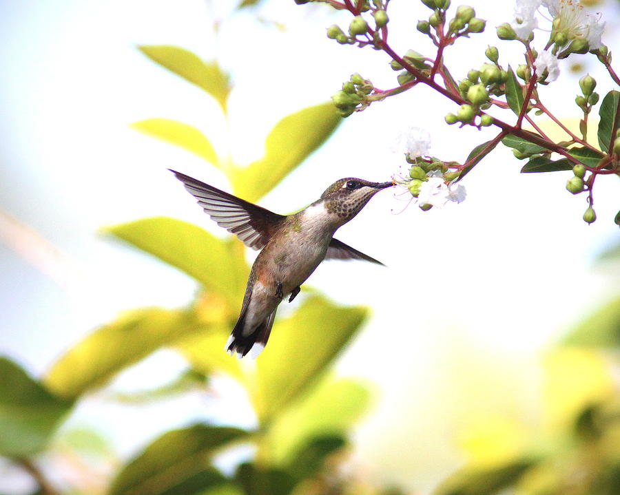 IMG_0859-001 - Ruby-throated Hummingbird Photograph by Travis Truelove