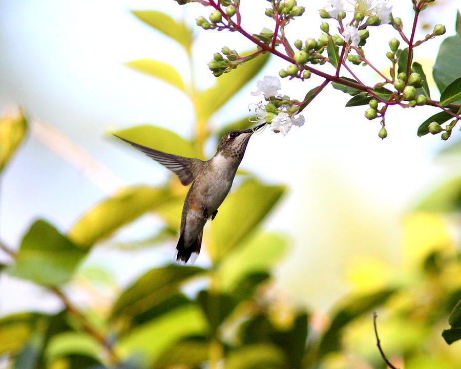 IMG_0862-004 - Ruby-throated Hummingbird Photograph by Travis Truelove