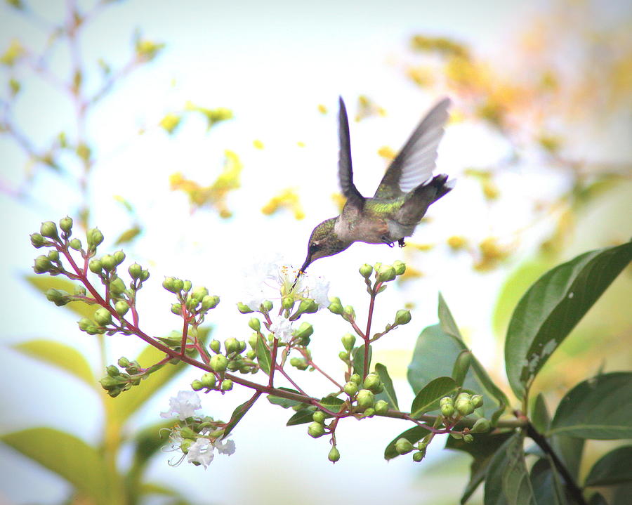 IMG_0879-001 - Ruby-throated Hummingbird Photograph by Travis Truelove