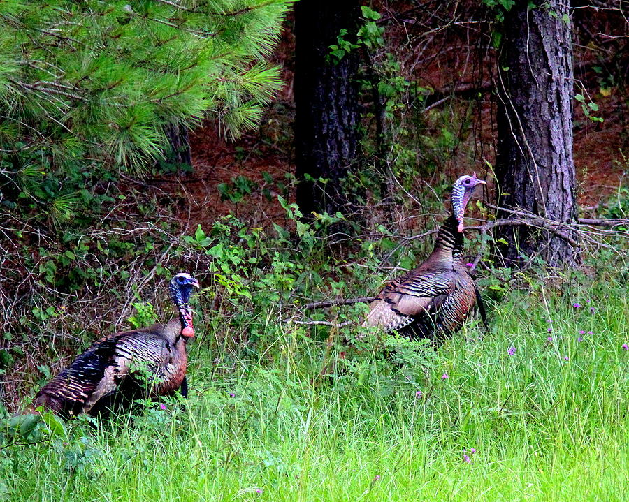 IMG_0885-003 - Wild Turkey Photograph by Travis Truelove