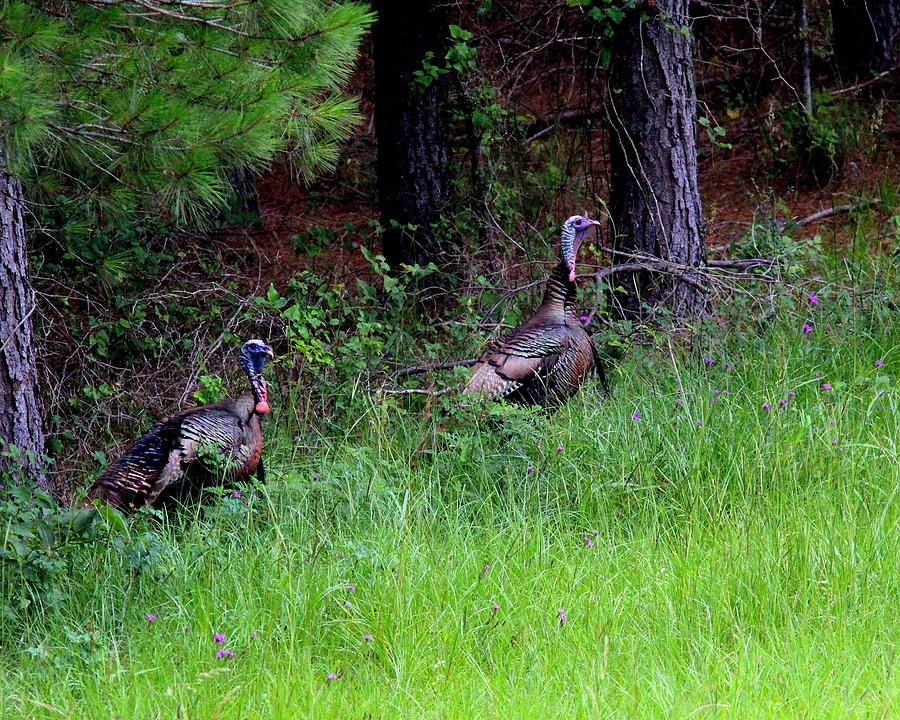 IMG_0886-002 - Wild Turkey Photograph by Travis Truelove