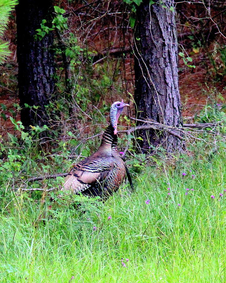 IMG_0886-003 - Wild Turkey Photograph by Travis Truelove