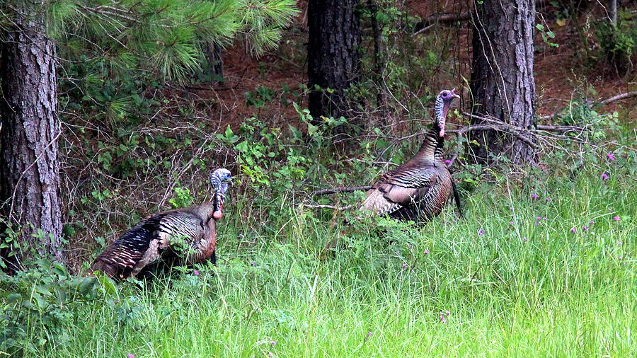 IMG_0887 - Wild Turkey Photograph by Travis Truelove