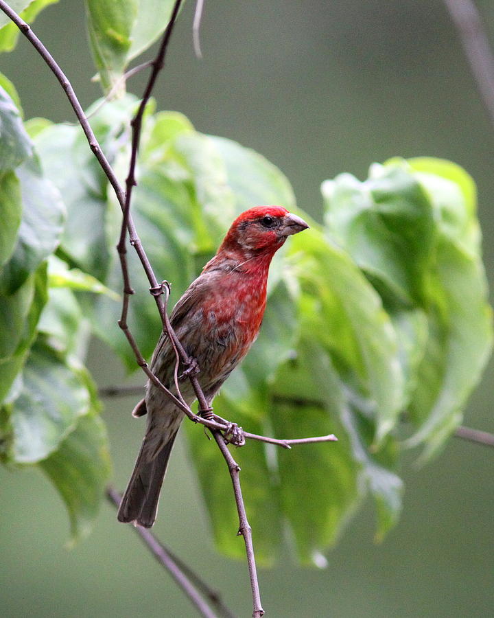IMG_0890 - House Finch Photograph by Travis Truelove