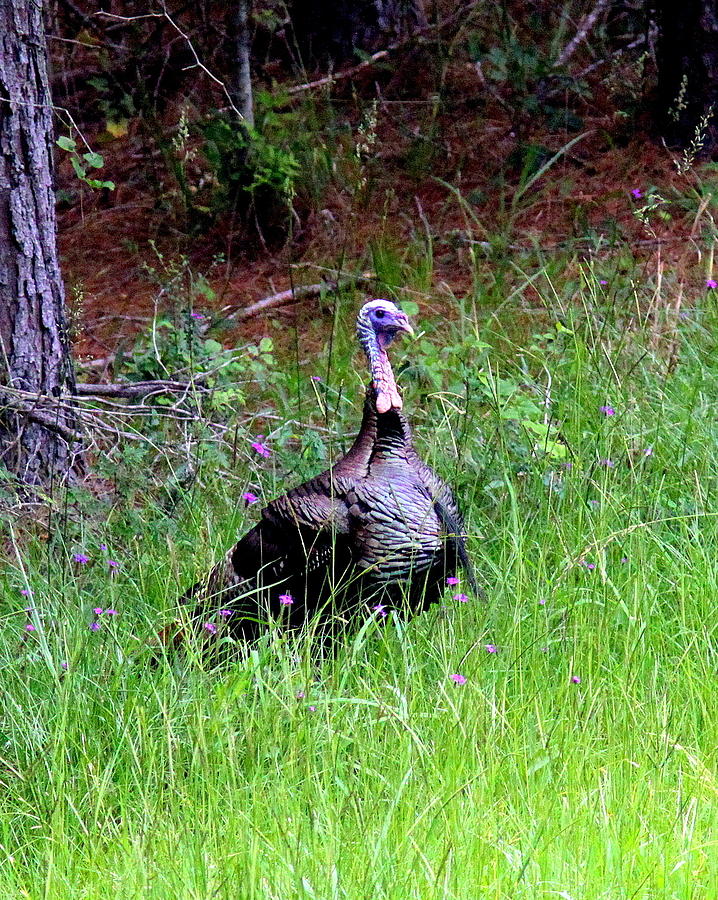 IMG_0891-0043 - Wild Turkey Photograph by Travis Truelove