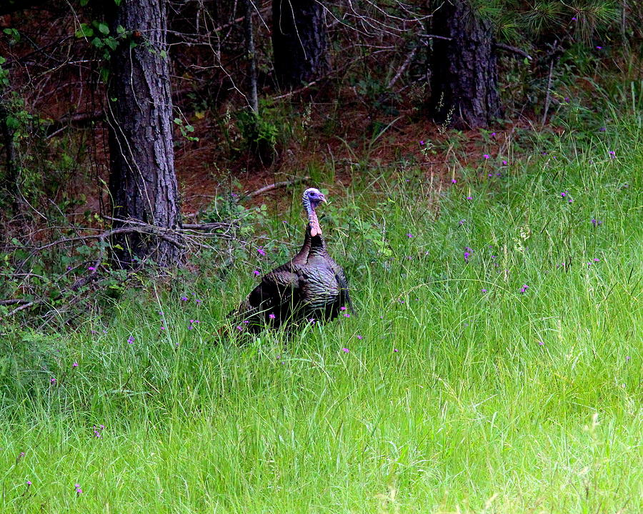 IMG_0891 - Wild Turkey Photograph by Travis Truelove