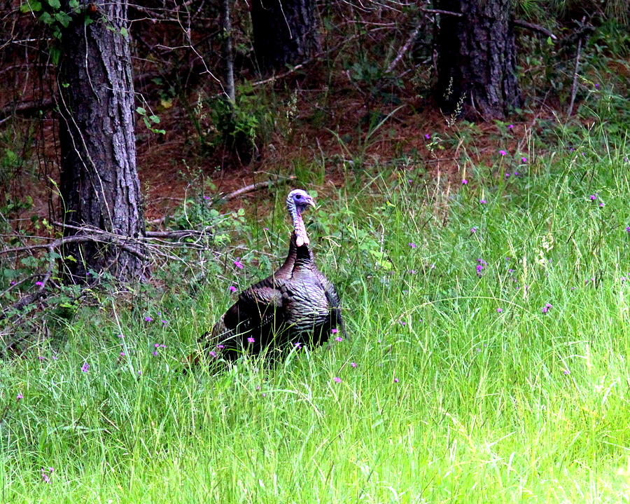 IMG_0892-001 - Wild Turkey Photograph by Travis Truelove