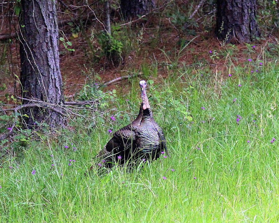 IMG_0893-003 - Wild Turkey Photograph by Travis Truelove