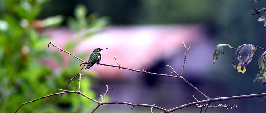 IMG_0895-016 Ruby-throated Hummingbird Photograph by Travis Truelove