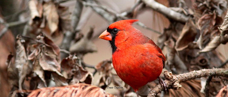 IMG_0897 - Northern Cardinal Photograph by Travis Truelove