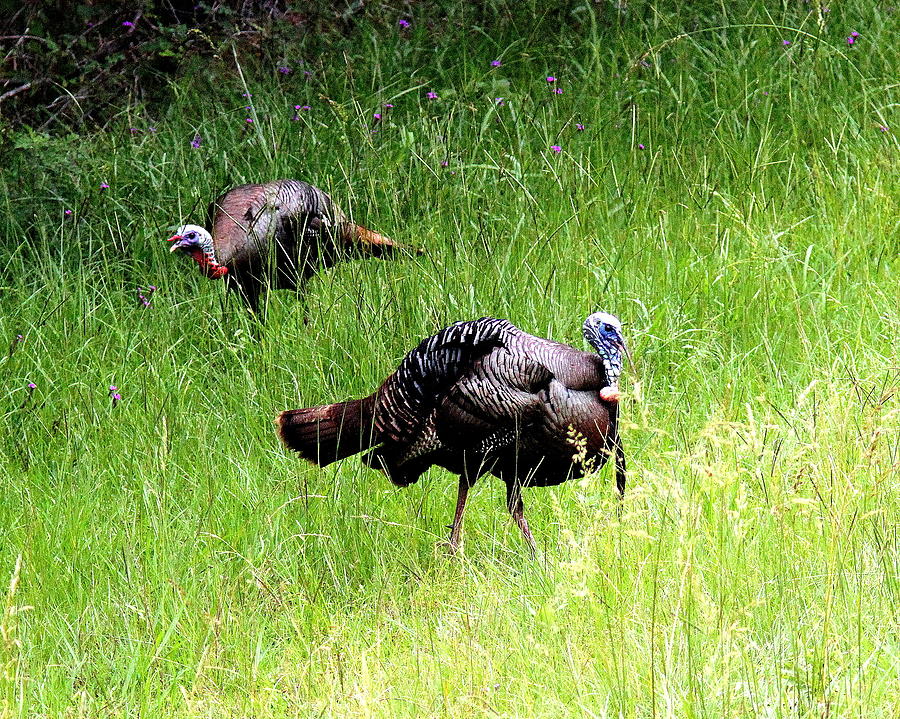 IMG_0906-001 - Wild Turkey Photograph by Travis Truelove