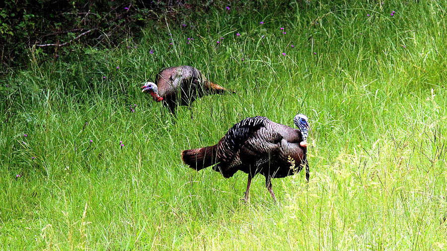 IMG_0906-002 - Wild Turkey Photograph by Travis Truelove
