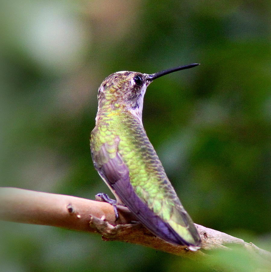 IMG_0906-006 -  Ruby-throated Hummingbird Photograph by Travis Truelove