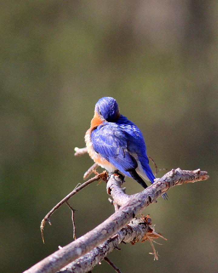 IMG_0916-006 - Eastern Bluebird Photograph by Travis Truelove