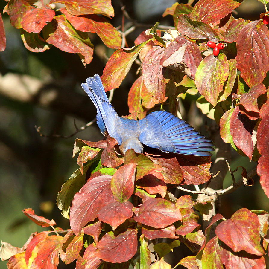 IMG_0922-009 - Eastern Bluebird Photograph by Travis Truelove