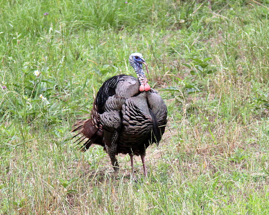 IMG_0928-001 - Wild Turkey Photograph by Travis Truelove