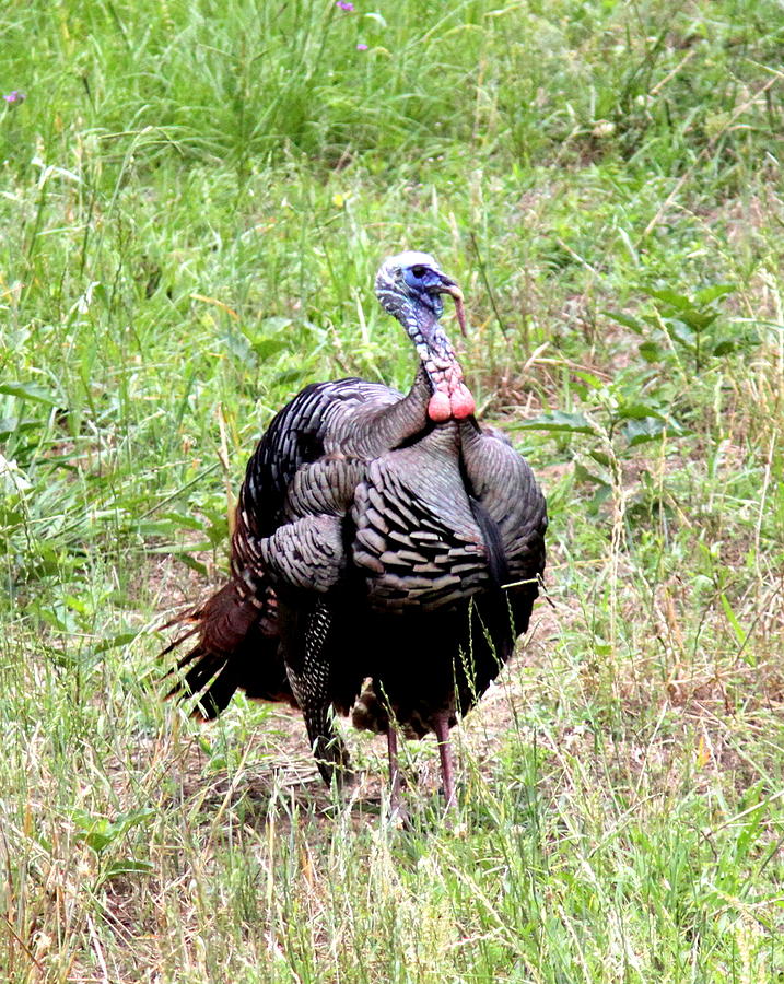 IMG_0929-00 - Wild Turkey Photograph by Travis Truelove