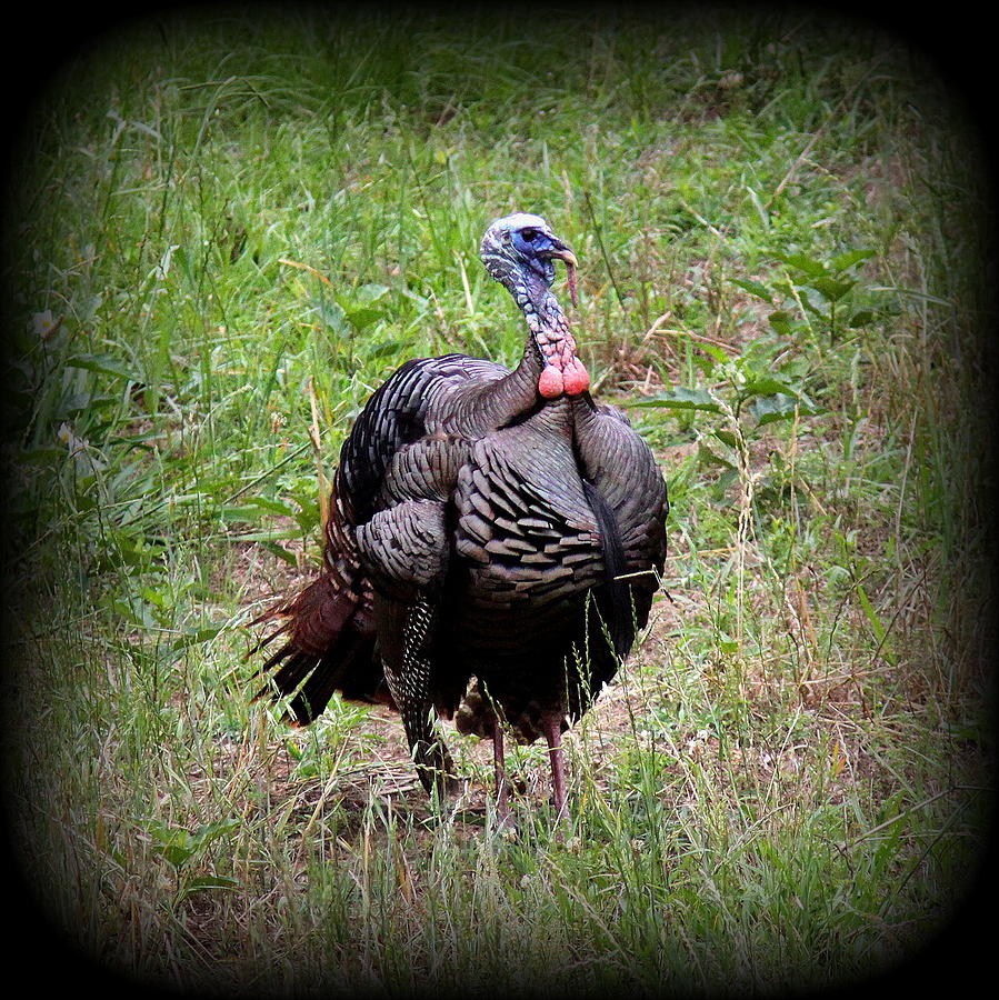 IMG_0930-001 - Wild Turkey Photograph by Travis Truelove