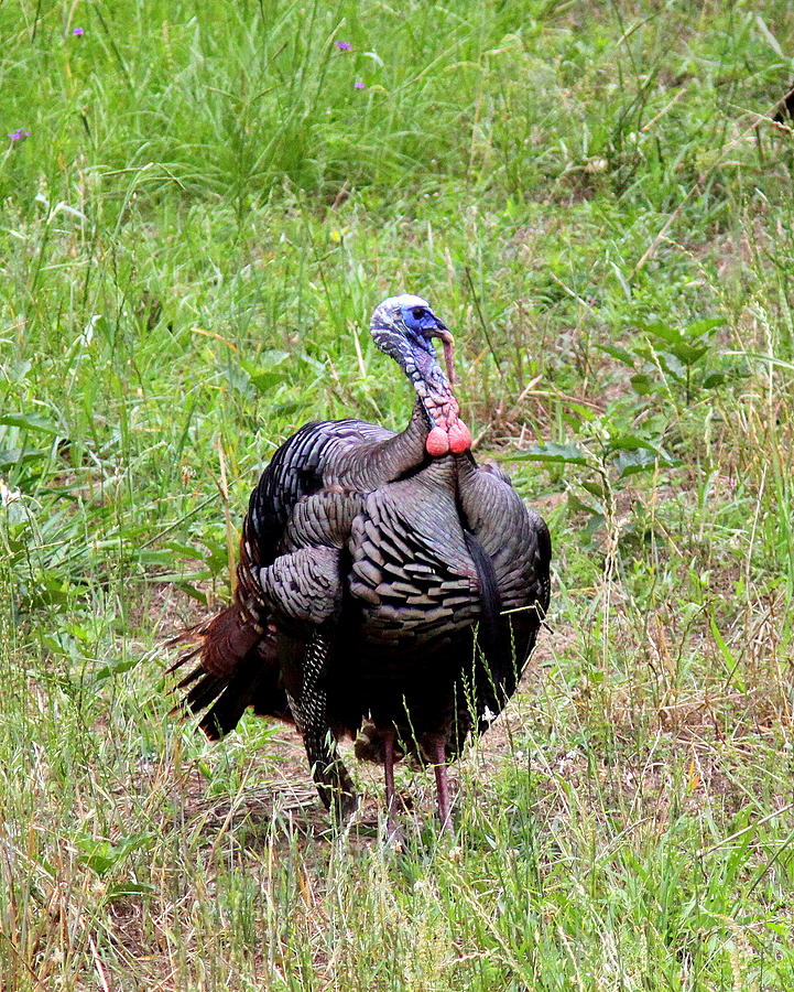 IMG_0932-002 - Wild Turkey Photograph by Travis Truelove