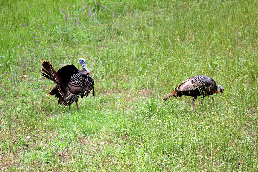 IMG_0951-001 - Wild Turkey Photograph by Travis Truelove