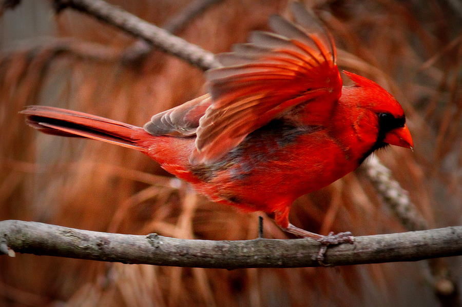 IMG_0958-002 - Northern Cardinal Photograph by Travis Truelove