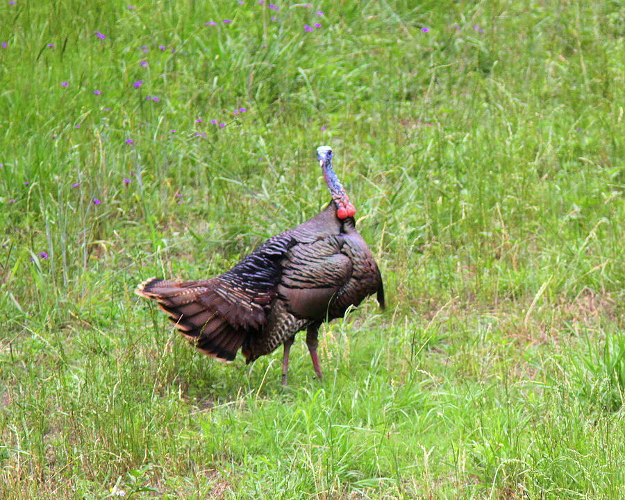 IMG_0961 - Wild Turkey Photograph by Travis Truelove